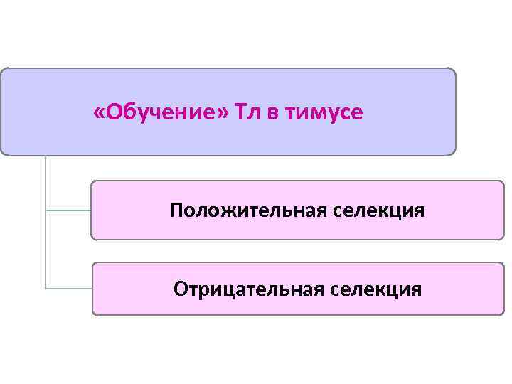  «Обучение» Тл в тимусе Положительная селекция Отрицательная селекция 