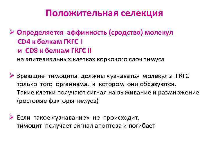 Положительная селекция Ø Определяется аффинность (сродство) молекул CD 4 к белкам ГКГС I и