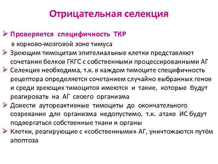 Отрицательная селекция Ø Проверяется специфичность ТКР Ø Ø в корково-мозговой зоне тимуса Зреющим тимоцитам