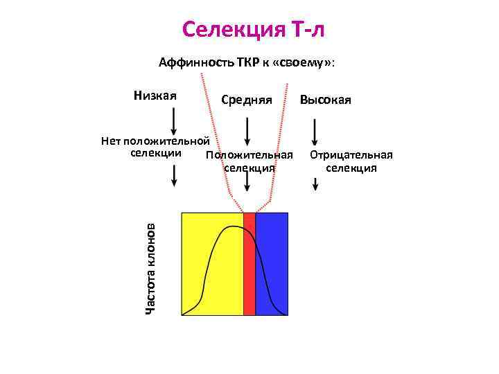 Селекция Т-л Аффинность ТКР к «своему» : Низкая Средняя Частота клонов Нет положительной селекции