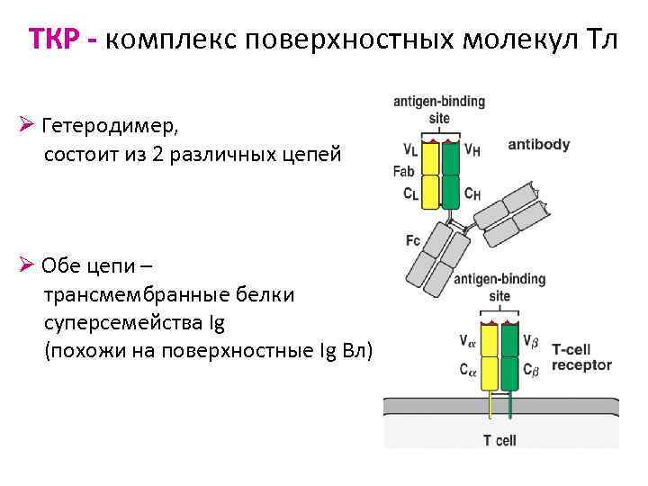 Поверхностный комплекс. Функции суперсемейства иммуноглобулинподобных молекул. Гетеродимер. Гетеродимеры.