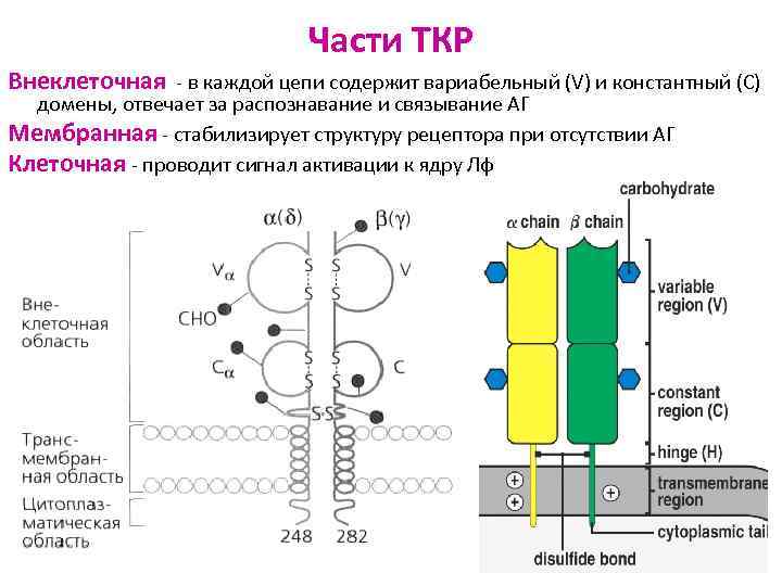 Части ТКР Внеклеточная - в каждой цепи содержит вариабельный (V) и константный (С) домены,