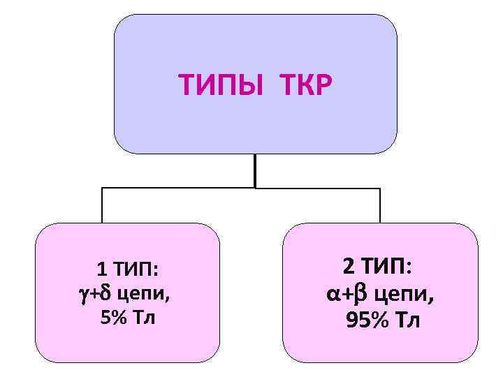 ТИПЫ ТКР 1 ТИП: + цепи, 5% Тл 2 ТИП: α+ цепи, 95% Тл