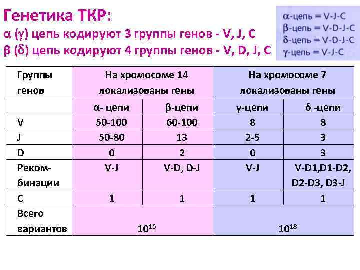 Генетика ТКР: α ( ) цепь кодируют 3 группы генов - V, J, C