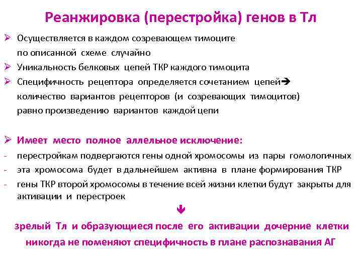 Реанжировка (перестройка) генов в Тл Ø Осуществляется в каждом созревающем тимоците по описанной схеме