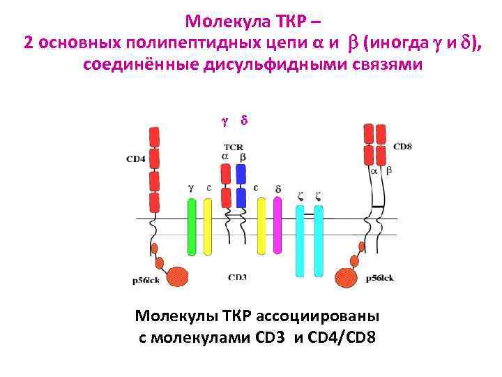 Молекула ТКР – 2 основных полипептидных цепи α и (иногда и ), соединённые дисульфидными