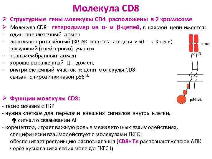 Молекула CD 8 Ø Структурные гены молекулы CD 4 расположены в 2 хромосоме Ø