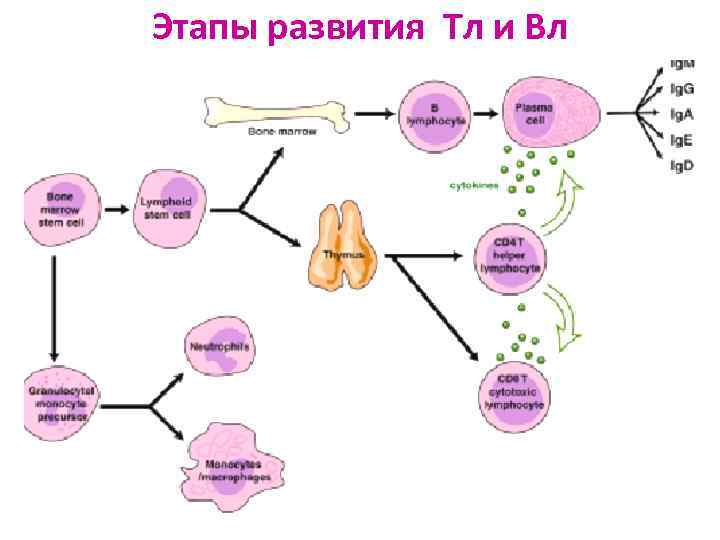 Этапы развития Тл и Вл 