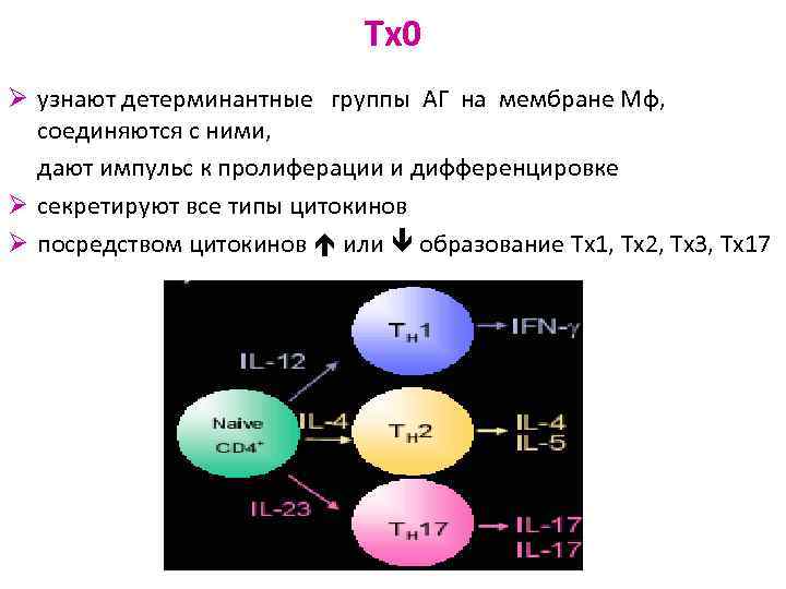 Tх0 Ø узнают детерминантные группы АГ на мембране Мф, соединяются с ними, дают импульс