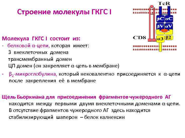 Строение молекулы ГКГС I Молекула ГКГС I состоит из: - белковой α-цепи, которая имеет: