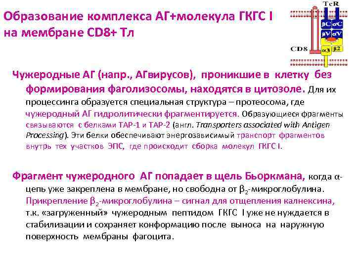 Образование комплекса АГ+молекула ГКГС I на мембране СD 8+ Тл Чужеродные АГ (напр. ,