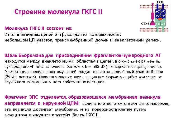 Строение молекула ГКГС II Молекула ГКГС II состоит из: 2 полипептидных цепей α и