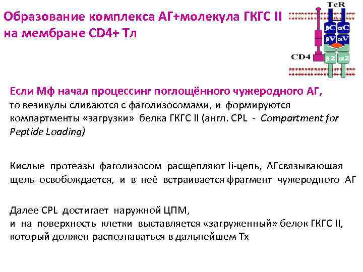 Образование комплекса АГ+молекула ГКГС II на мембране СD 4+ Тл Если Мф начал процессинг