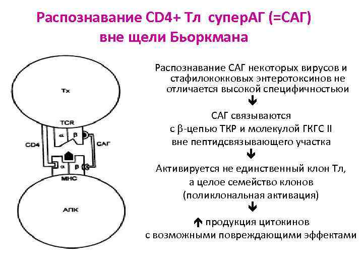 Распознавание СD 4+ Тл супер. АГ (=САГ) вне щели Бьоркмана Распознавание САГ некоторых вирусов