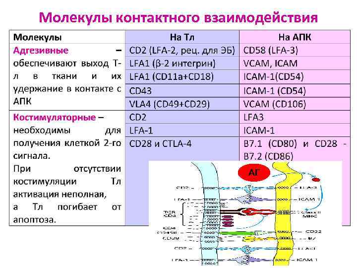 Молекулы контактного взаимодействия АГ АГ 
