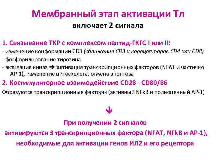 Мембранный этап активации Тл включает 2 сигнала 1. Связывание ТКР с комплексом пептид-ГКГС I