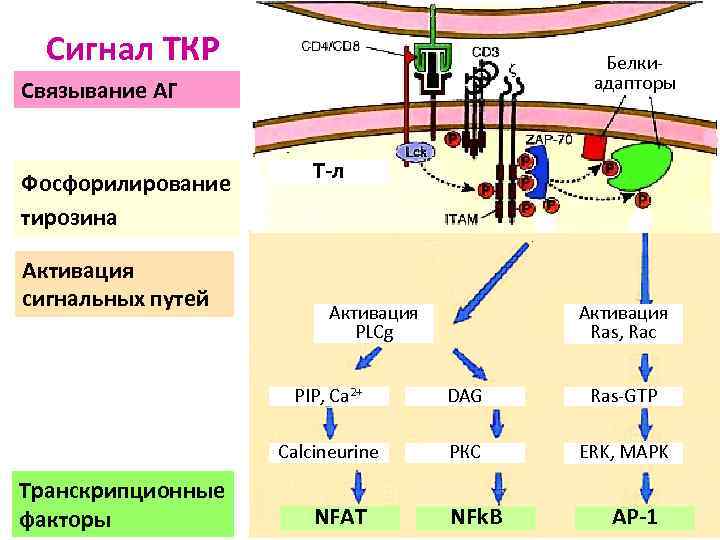 Сигнал ТКР Белкиадапторы Связывание АГ Фосфорилирование тирозина Активация сигнальных путей Т-л Активация PLCg Активация