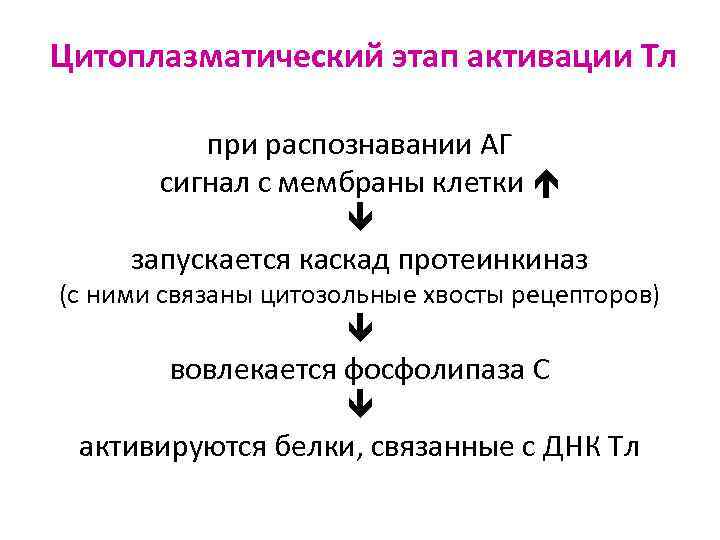 Цитоплазматический этап активации Тл при распознавании АГ сигнал с мембраны клетки запускается каскад протеинкиназ