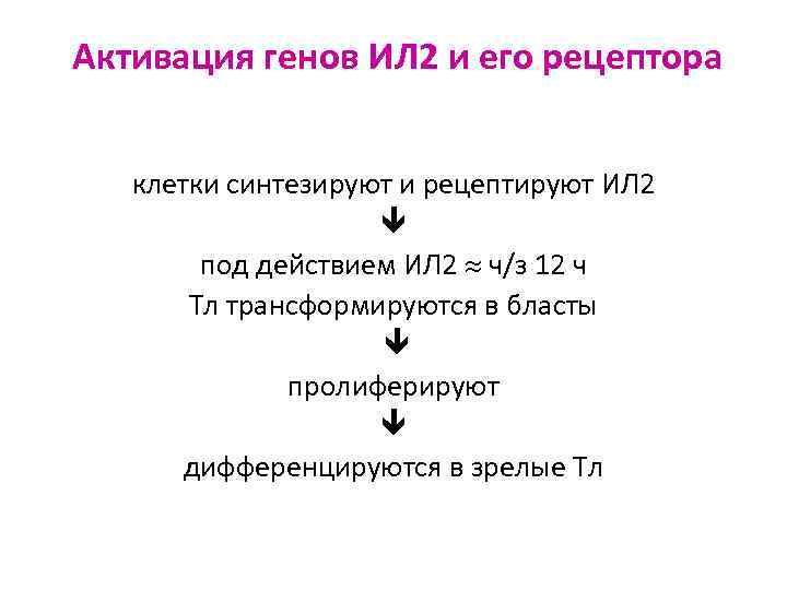 Активация генов ИЛ 2 и его рецептора клетки синтезируют и рецептируют ИЛ 2 под