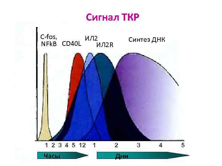 Сигнал ТКР С-fos, ИЛ 2 NFk. B CD 40 L ИЛ 2 R 1
