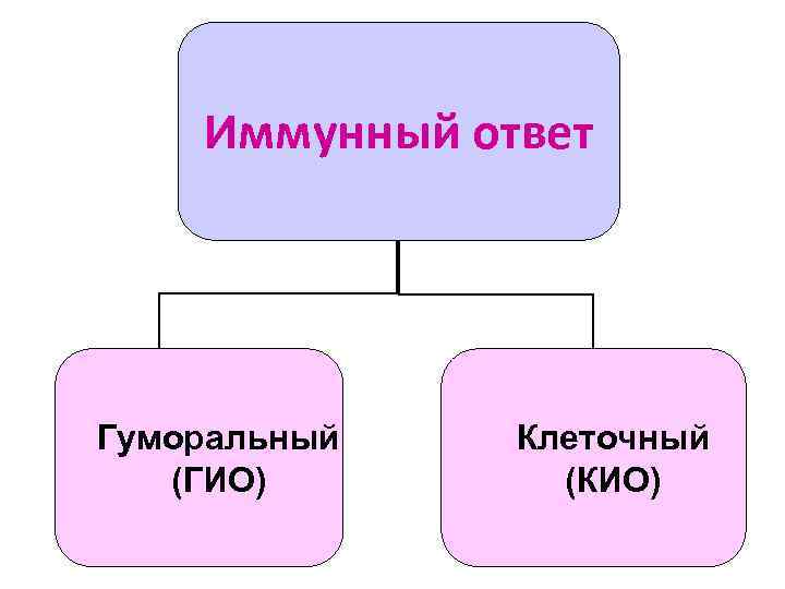 Иммунный ответ Гуморальный (ГИО) Клеточный (КИО) 