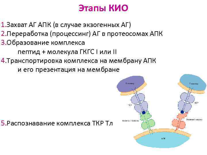 Этапы КИО 1. Захват АГ АПК (в случае экзогенных АГ) 2. Переработка (процессинг) АГ
