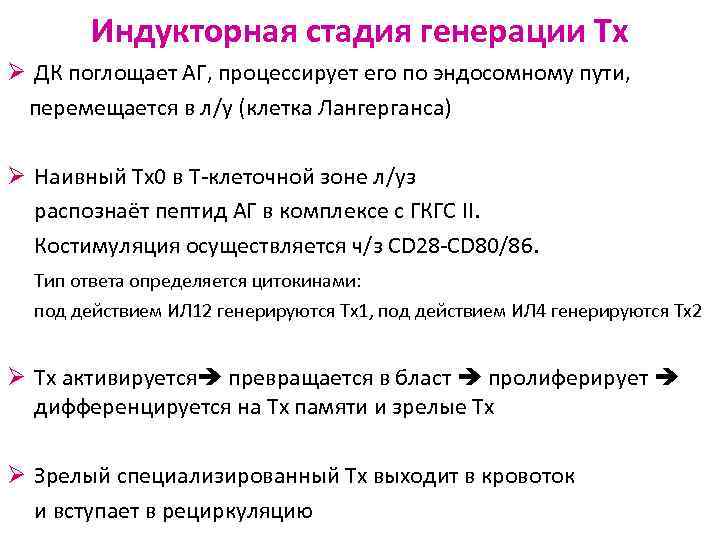 Индукторная стадия генерации Тх Ø ДК поглощает АГ, процессирует его по эндосомному пути, перемещается