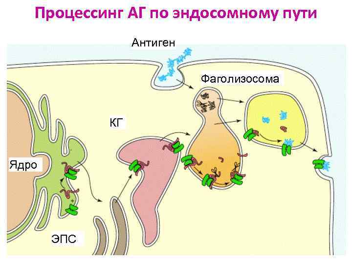 Механизм процессинга и презентации экзогенных и эндогенных антигенов