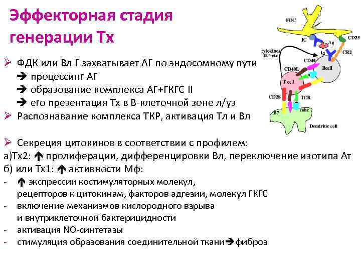 Эффекторная стадия генерации Тх Ø ФДК или Вл Г захватывает АГ по эндосомному пути