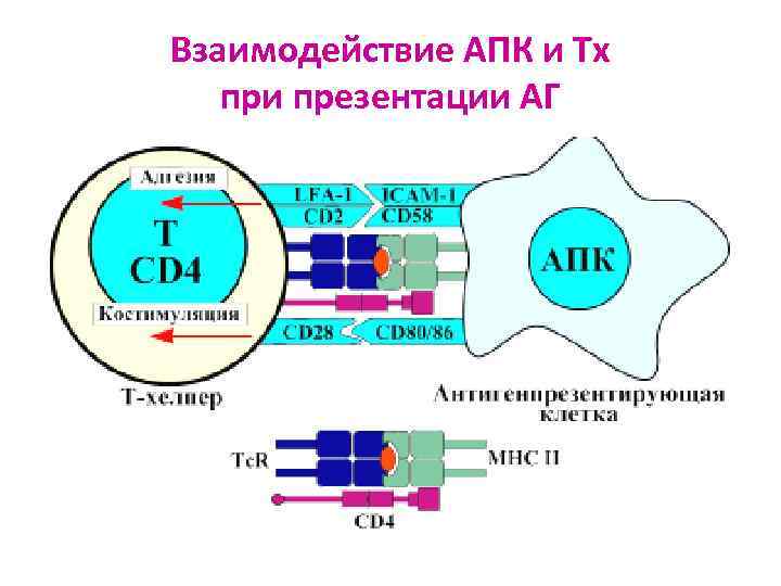 Взаимодействие АПК и Тх при презентации АГ 