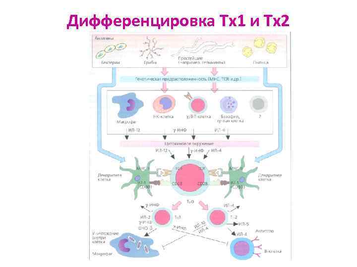 Презентация иммунологическая память