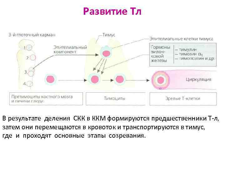 Схема подсчета лимфоцитов разных популяций с помощью проточного цитофлюориметра иммунология