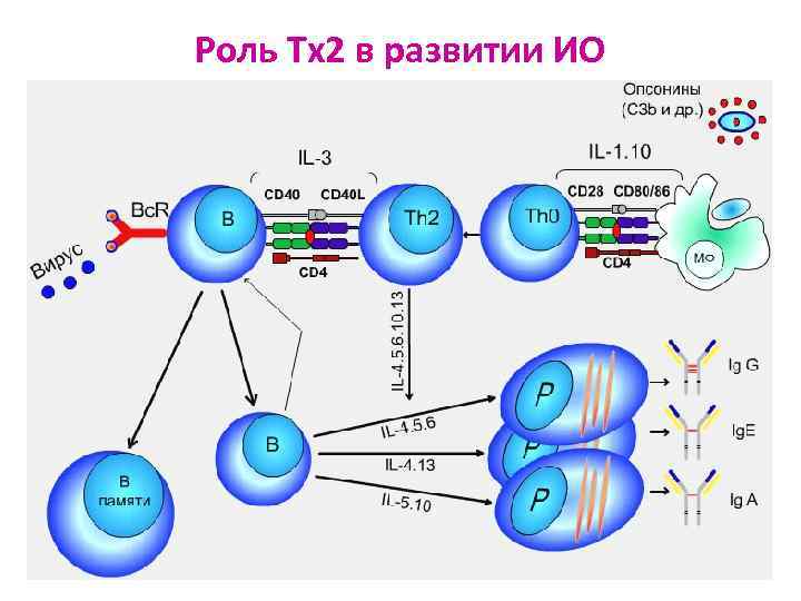 Роль Тх2 в развитии ИО 