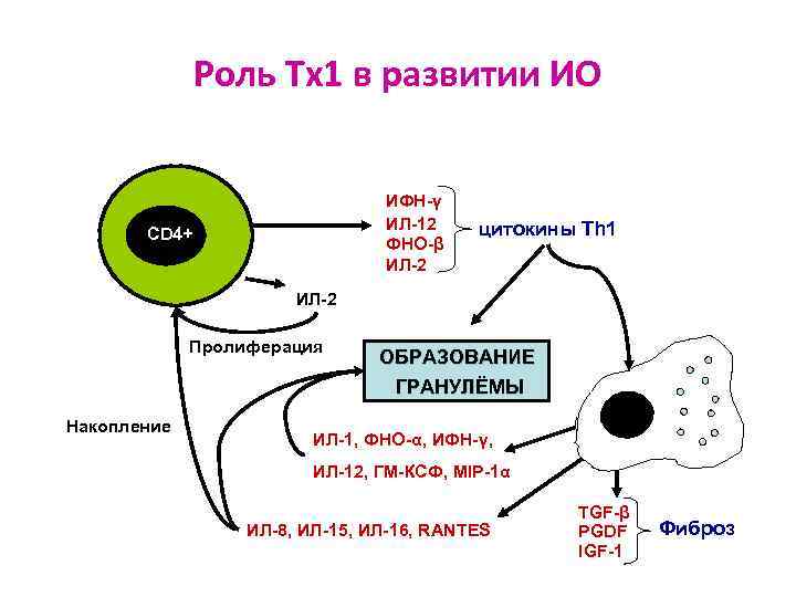 Роль Тх1 в развитии ИО ИФН-γ ИЛ-12 ФНО-β ИЛ-2 CD 4+ цитокины Th 1