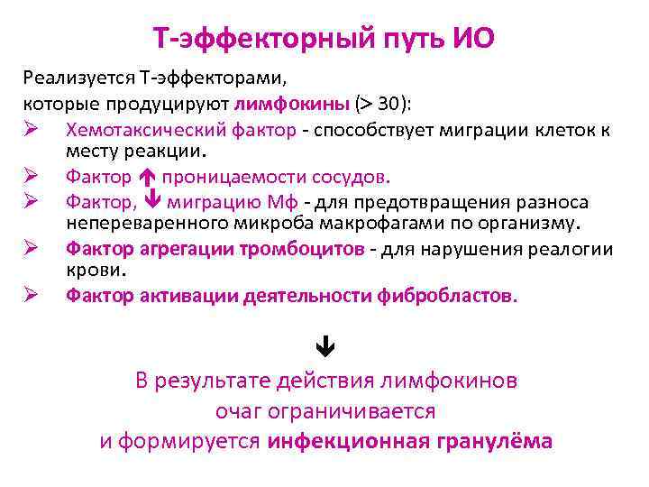 Т-эффекторный путь ИО Реализуется Т-эффекторами, которые продуцируют лимфокины ( 30): Ø Хемотаксический фактор -