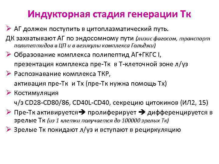 Индукторная стадия генерации Тк Ø АГ должен поступить в цитоплазматический путь. ДК захватывают АГ