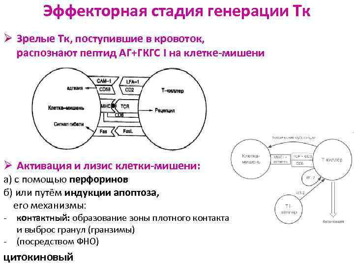 Эффекторная стадия генерации Тк Ø Зрелые Тк, поступившие в кровоток, распознают пептид АГ+ГКГС I