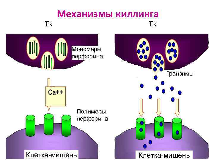 Расщепление биополимеров до мономеров лизосома. Механизм киллинга т-лимфоцитами. Перфориновый механизм клеточного киллинга. Перфорины это иммунология. Перфорины и гранзимы.