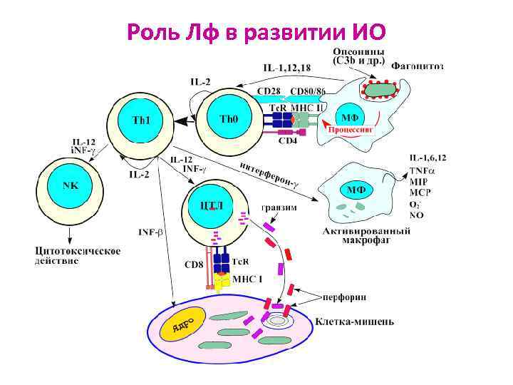Роль Лф в развитии ИО 