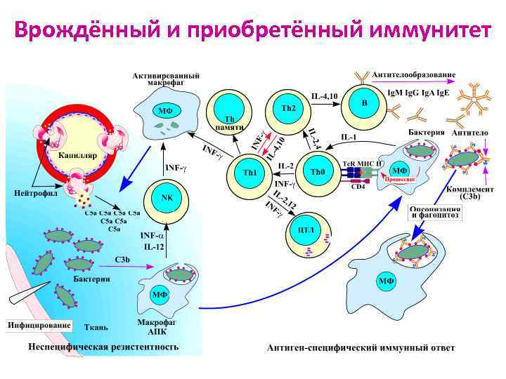 Врождённый и приобретённый иммунитет 