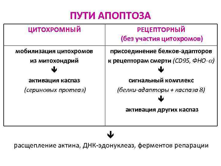 ПУТИ АПОПТОЗА ЦИТОХРОМНЫЙ РЕЦЕПТОРНЫЙ (без участия цитохромов) мобилизация цитохромов из митохондрий активация каспаз (сериновых