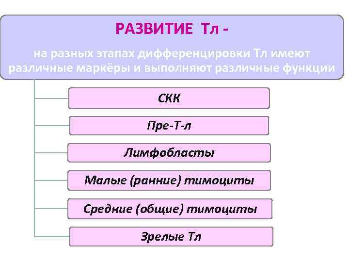 РАЗВИТИЕ Тл на разных этапах дифференцировки Тл имеют различные маркёры и выполняют различные функции