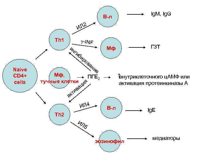 Ig. M, Ig. G B-л 2 ИЛ Th 1 Naive CD 4+ cells -INF