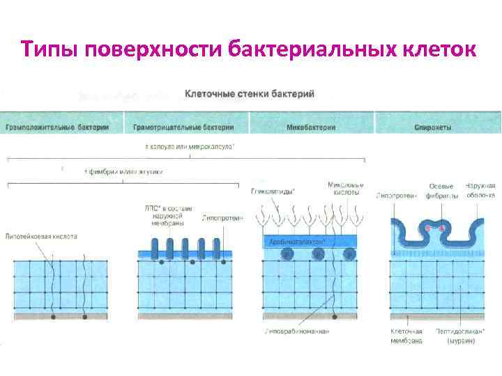 Типы поверхности бактериальных клеток 