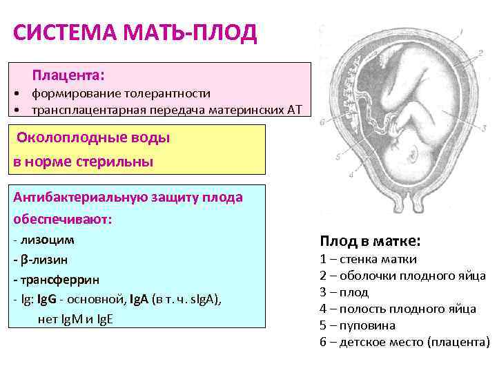 Презентация мать плацента плод