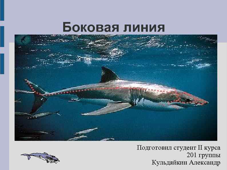 Боковая линия Подготовил студент II курса 201 группы Кульдяйкин Александр 
