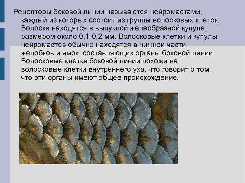 Рецепторы боковой линии называются нейромастами, каждый из которых состоит из группы волосковых клеток. Волоски