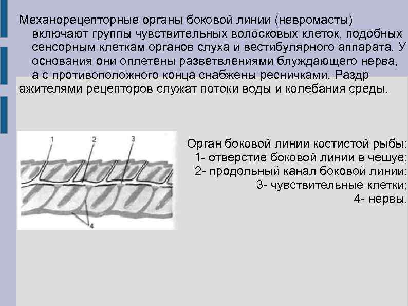Механорецепторные органы боковой линии (невромасты) включают группы чувствительных волосковых клеток, подобных сенсорным клеткам органов