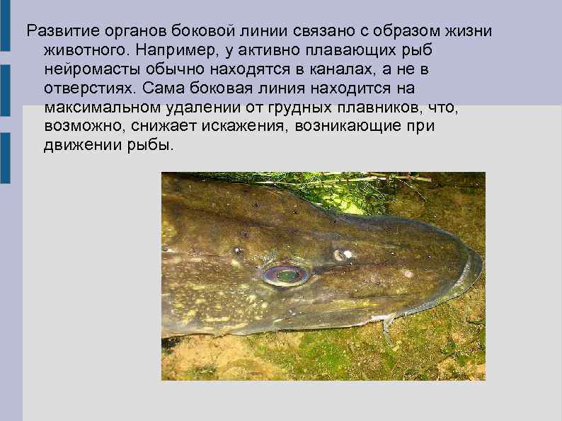 Развитие органов боковой линии связано с образом жизни животного. Например, у активно плавающих рыб