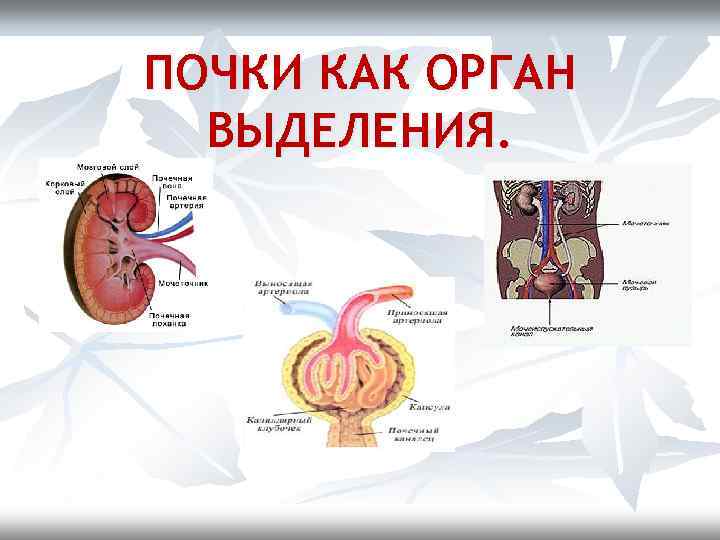 ПОЧКИ КАК ОРГАН ВЫДЕЛЕНИЯ. 